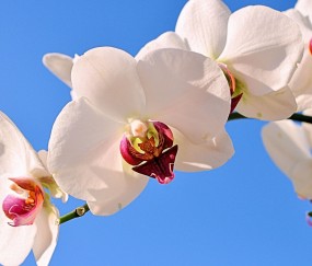 成都top6供卵助孕生殖中心名单分享，高龄借卵生子价格明细！